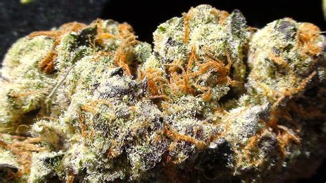 cookie mission valley|cookies california marijuana.